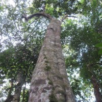 Donella lanceolata (Blume) Aubrév.